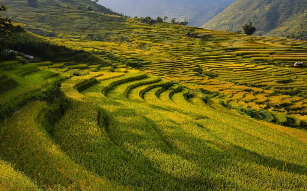 mountain, field, nature, terraces, paddy, soil, rice, vietnam