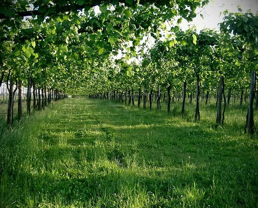 cantina-zucchi.jpg