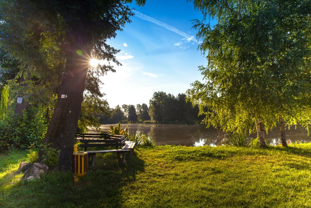 pexels-photo-955656-955656 Peaceful morning scene with sunlight through trees by a lake in Wittichenau.