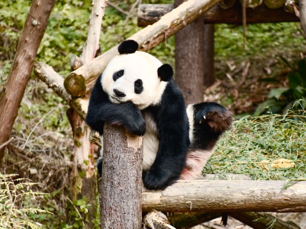 pexels-photo-38418528-38418528-1 A giant panda resting on a log amidst green vegetation, showcasing its natural habitat.